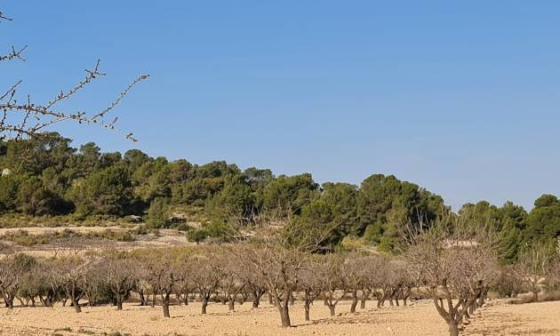 Revente - Land - Jumilla