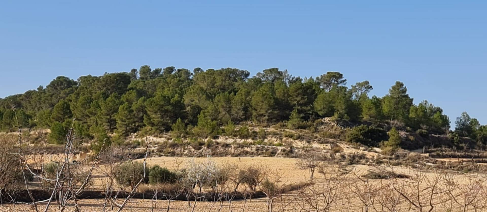 Revente - Land - Jumilla