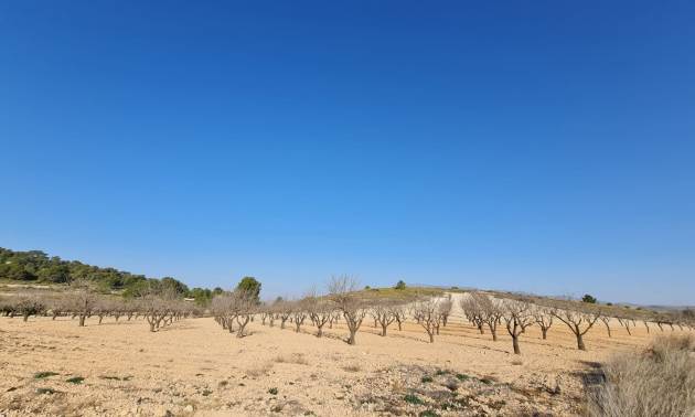 Revente - Land - Jumilla