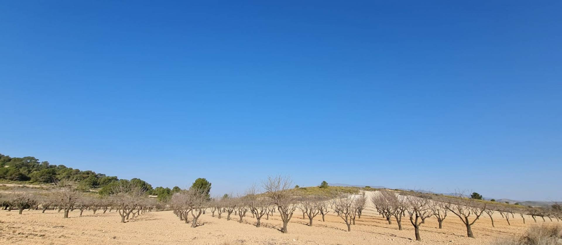 Revente - Land - Jumilla