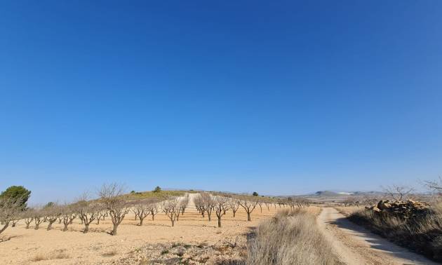 Revente - Land - Jumilla