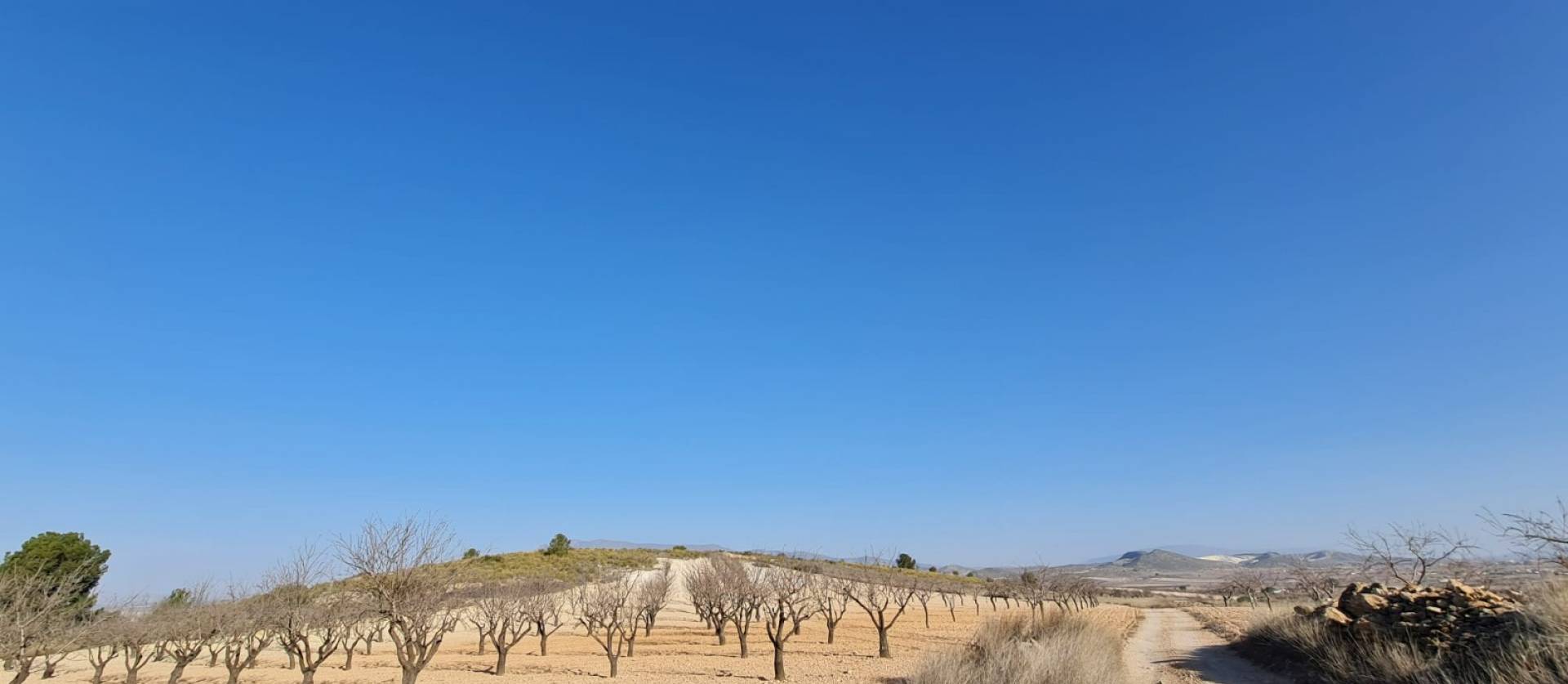 Revente - Land - Jumilla