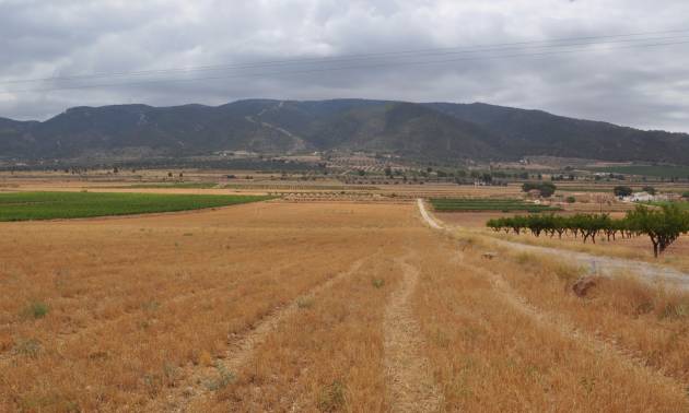 Sale - Land - Yecla