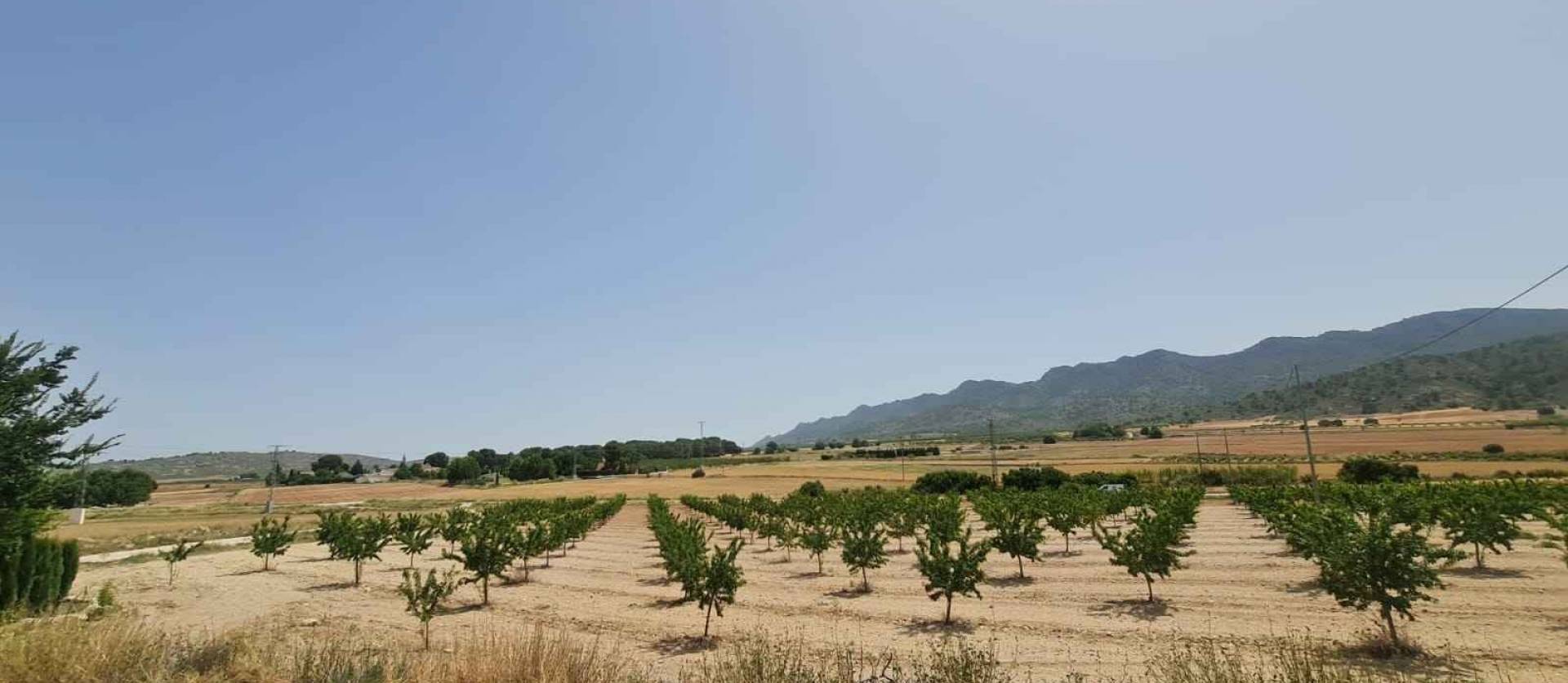 Revente - Land - Yecla