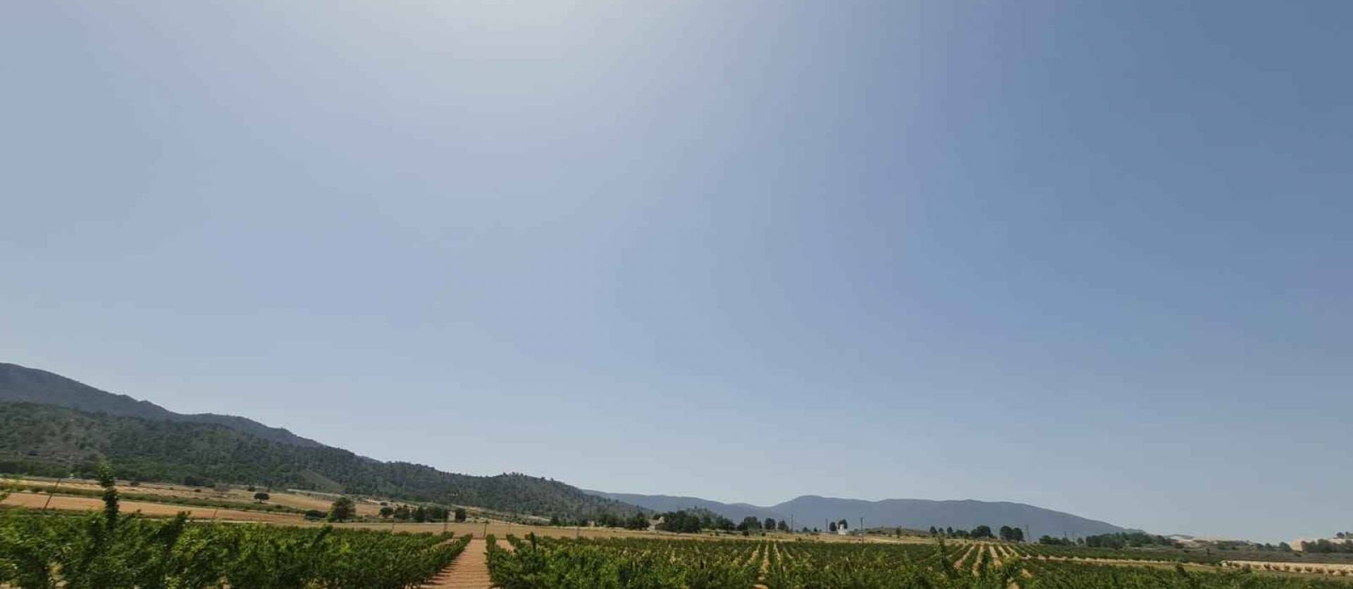 Revente - Land - Yecla