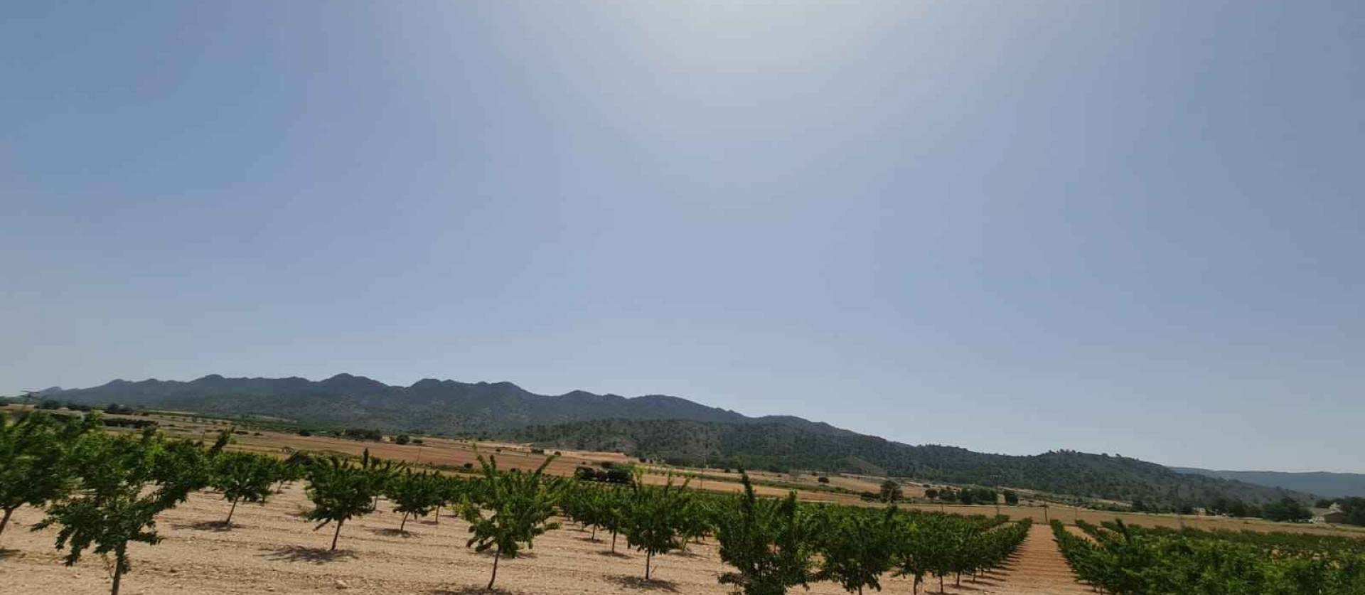 Revente - Land - Yecla