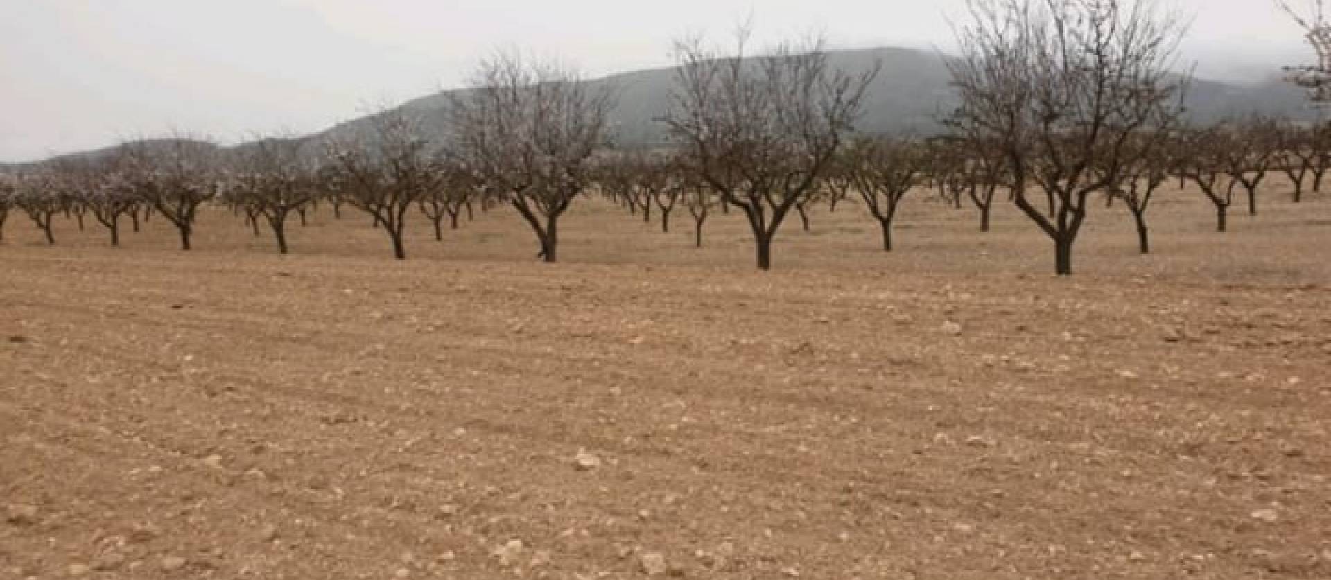 Sale - Land - Pinoso