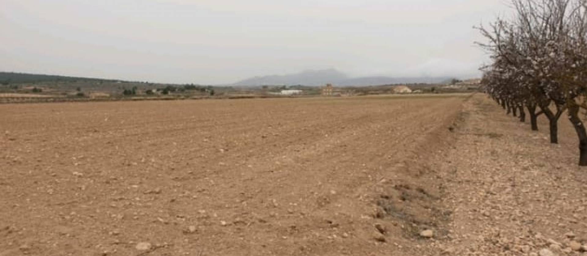 Sale - Land - Pinoso