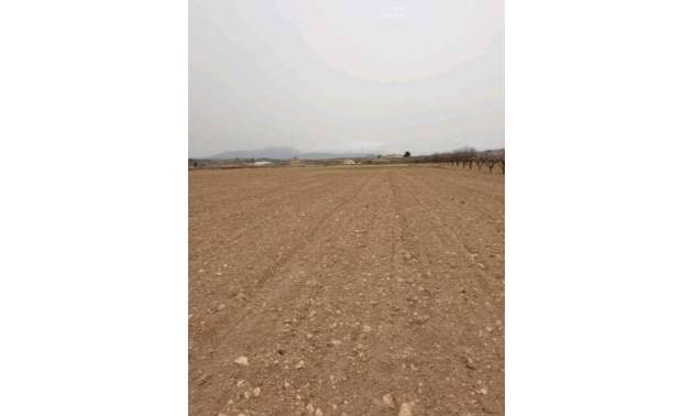 Sale - Land - Pinoso