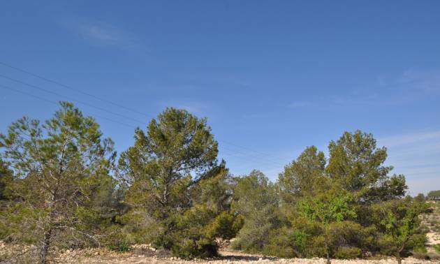 Revente - Land - La Zarza