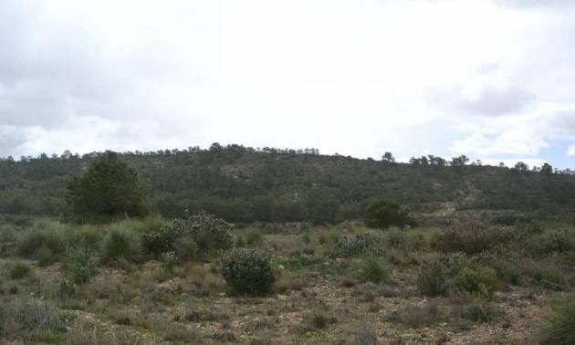 Venta - Land - Yecla