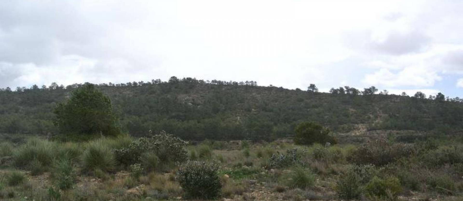 Venta - Land - Yecla