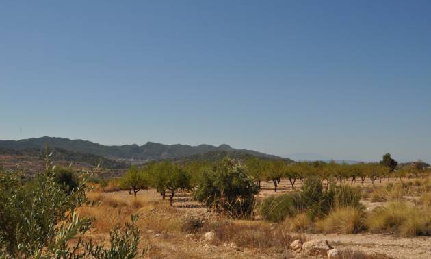 Venta - Land - Macisvenda