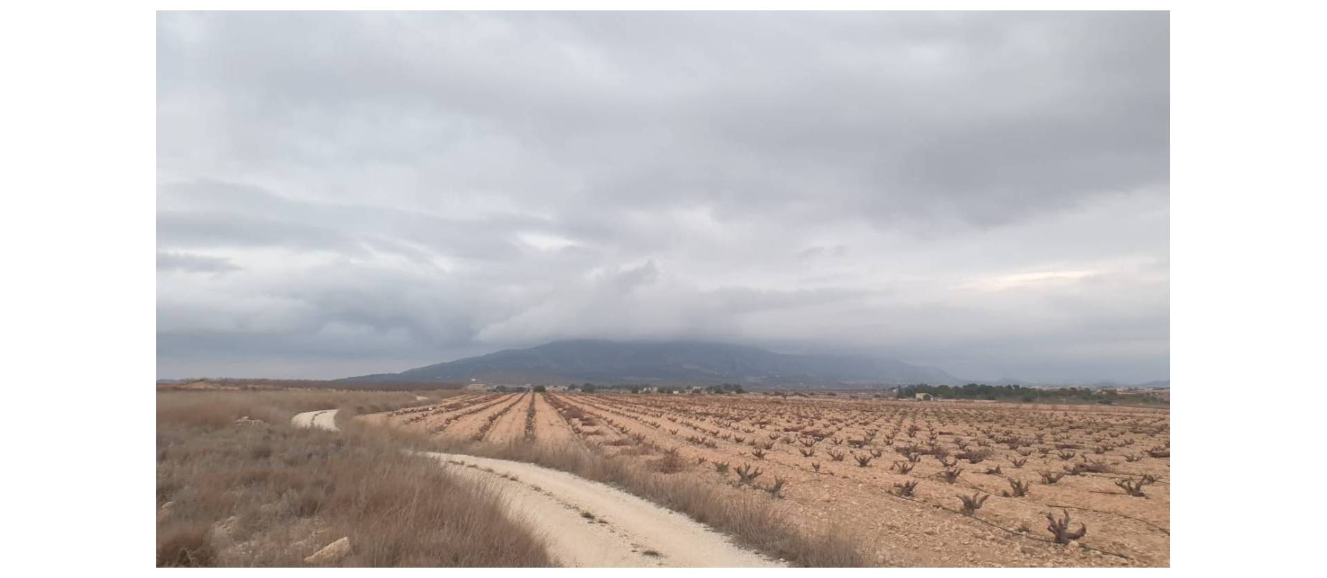 Sale - Land - Pinoso