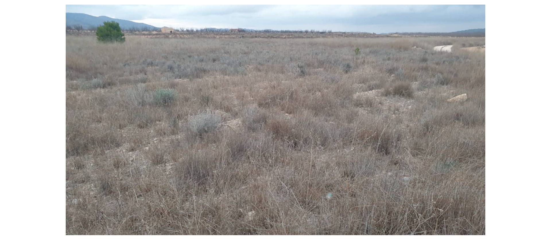 Sale - Land - Pinoso