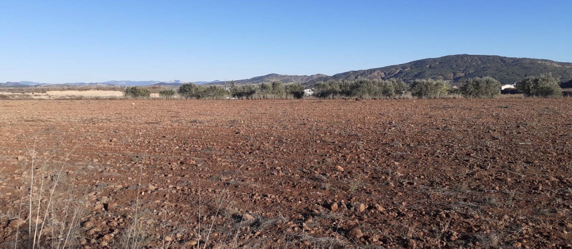 Sale - Land - Pinoso