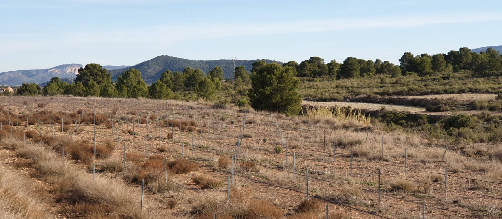 Revente - Land - Pinoso