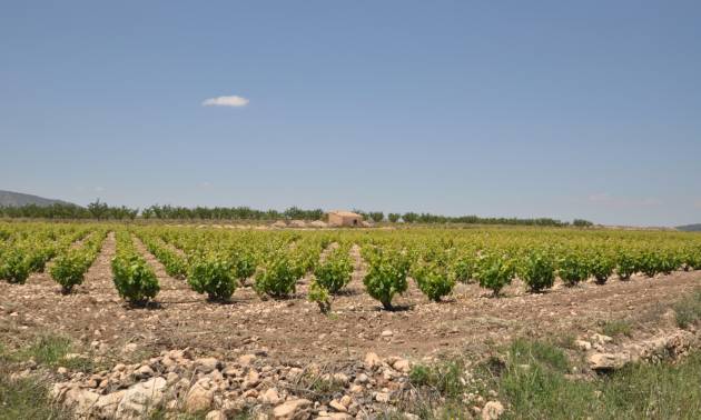 Venta - Land - Pinoso