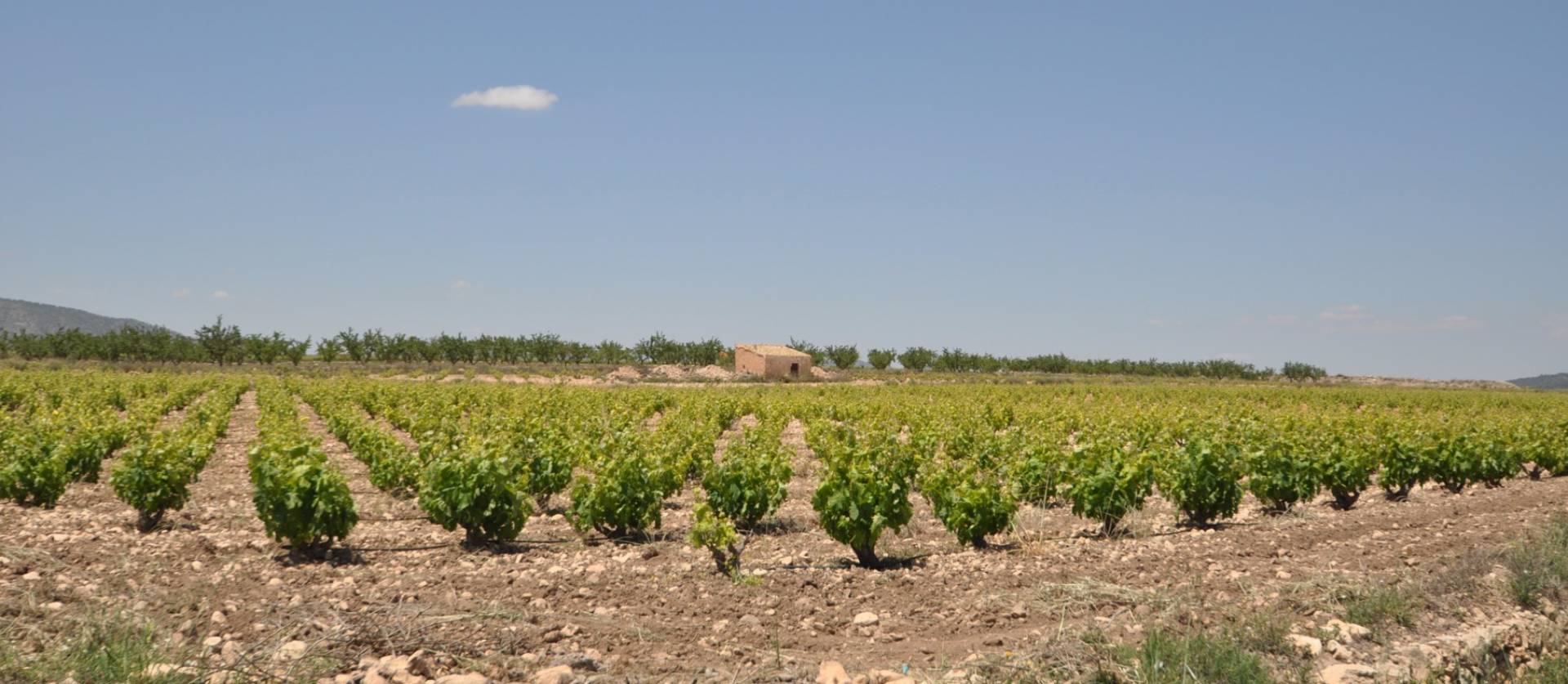 Venta - Land - Pinoso