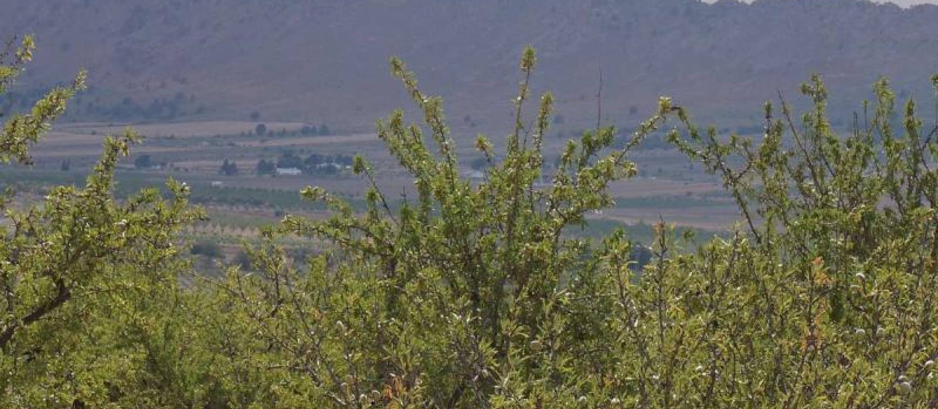 Bestaande woningen - Land - Yecla