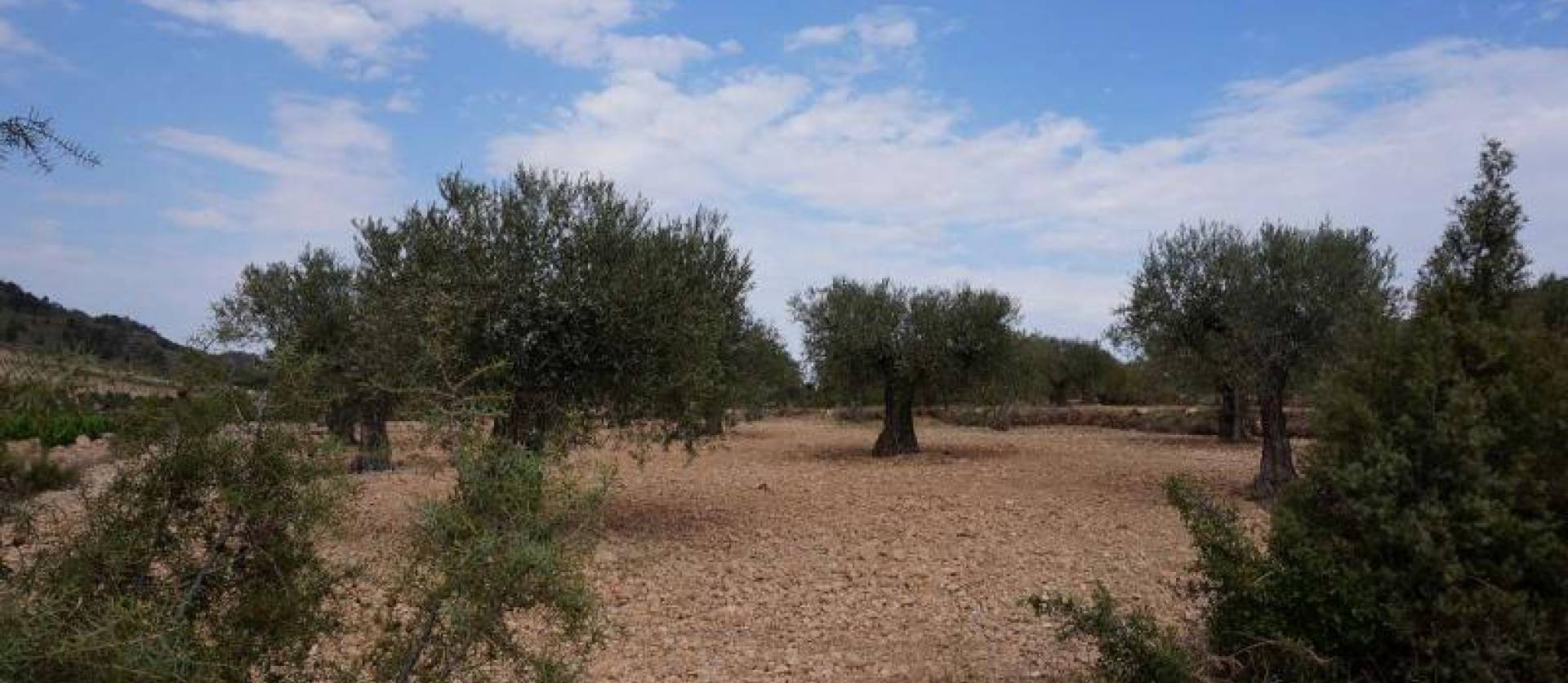 Bestaande woningen - Land - Yecla