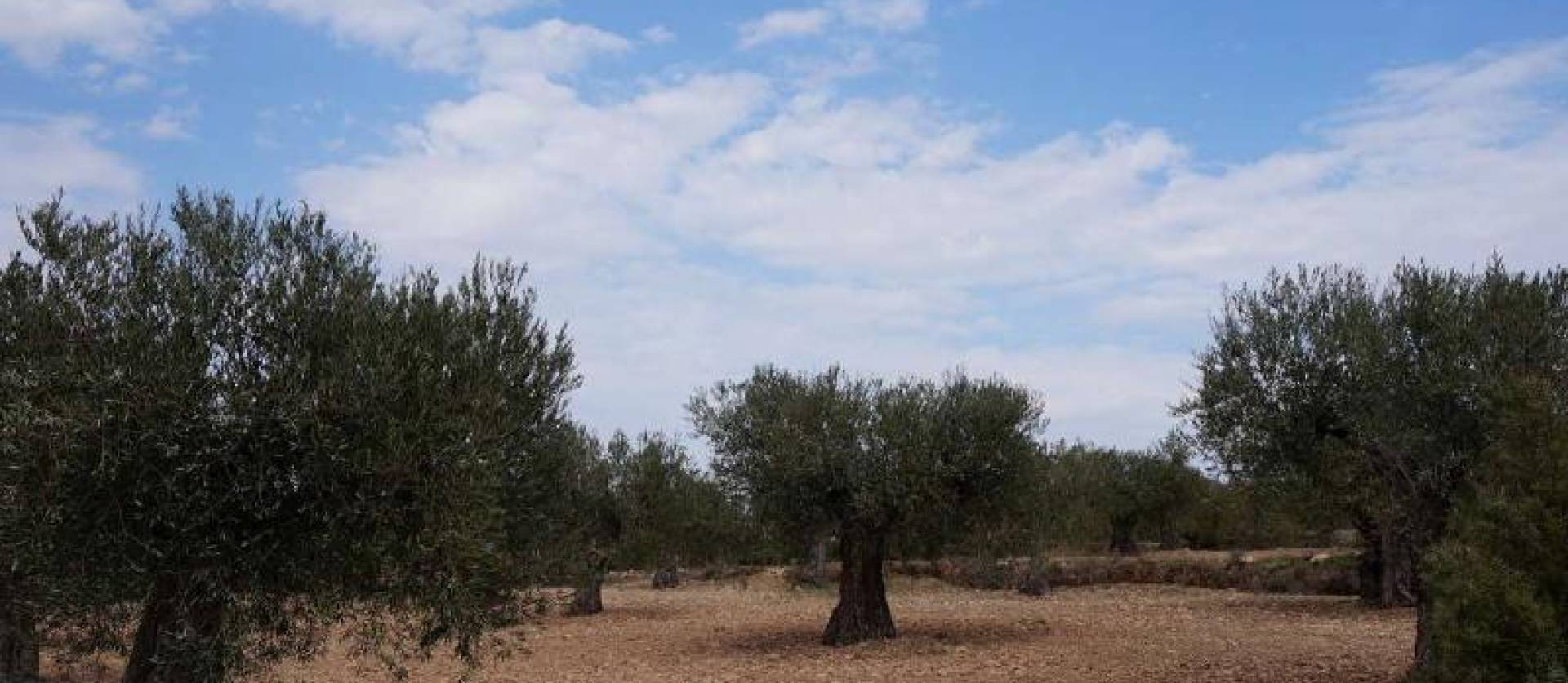 Bestaande woningen - Land - Yecla