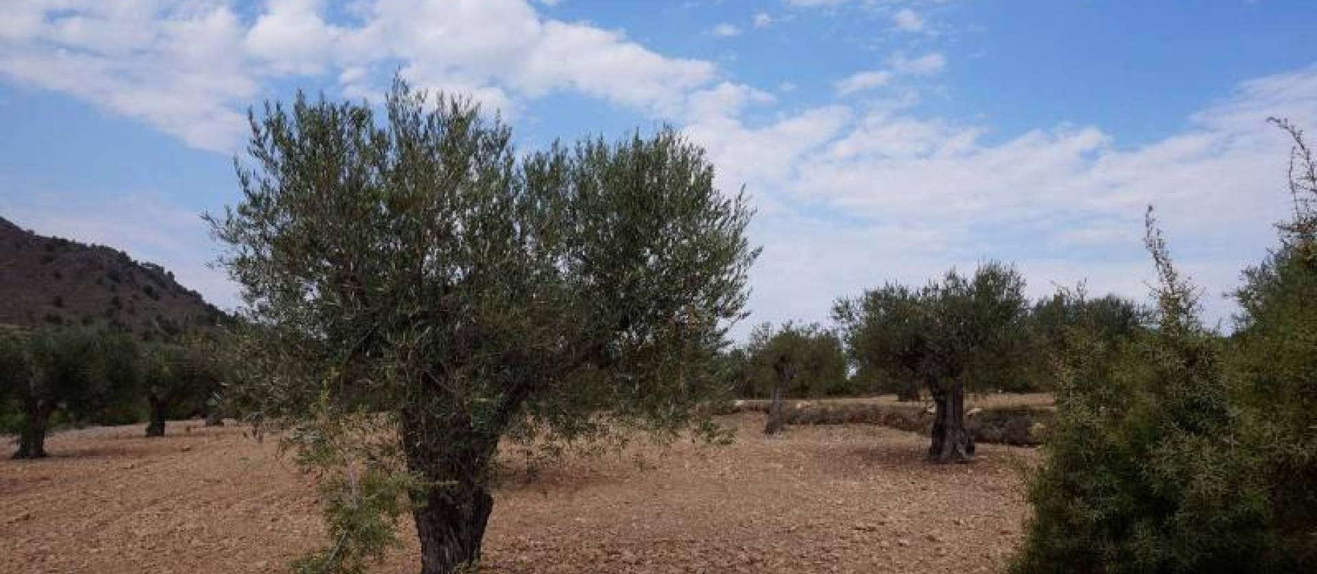 Bestaande woningen - Land - Yecla