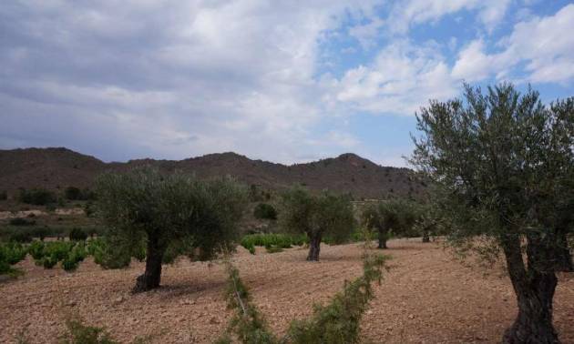 Bestaande woningen - Land - Yecla