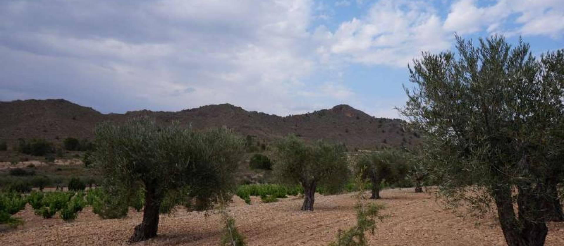 Bestaande woningen - Land - Yecla