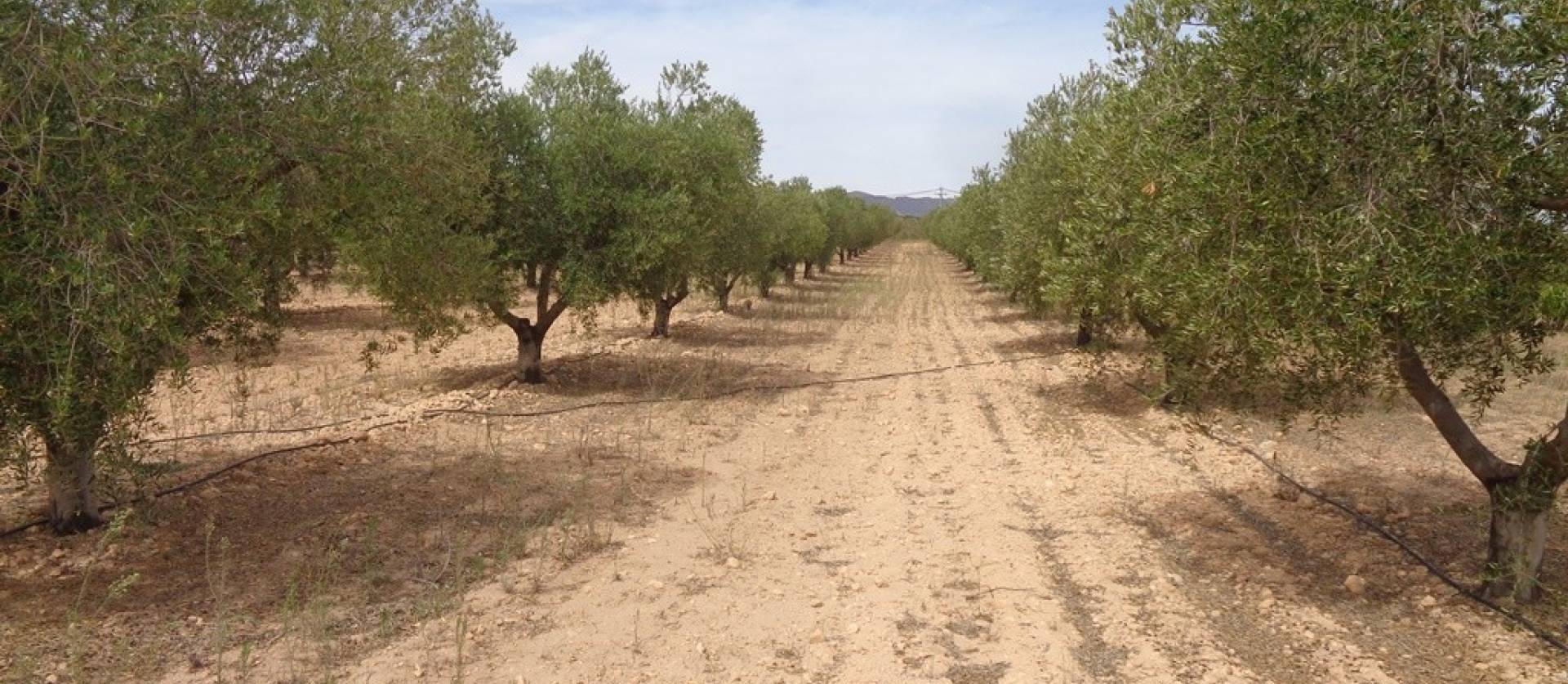 Sale - Villa - Pinoso