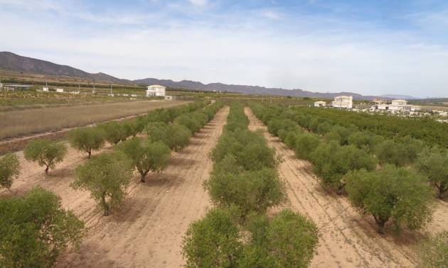 Sale - Villa - Pinoso