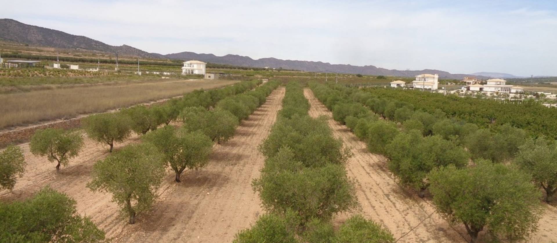 Sale - Villa - Pinoso