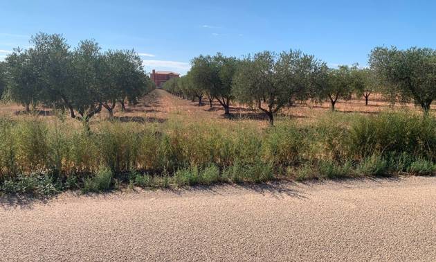 Sale - Villa - Pinoso