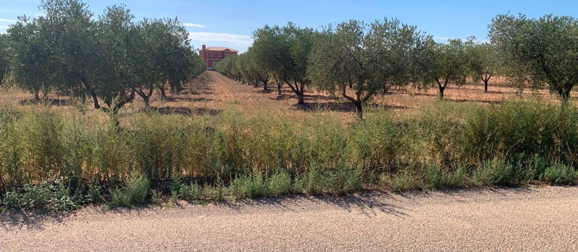 Sale - Villa - Pinoso