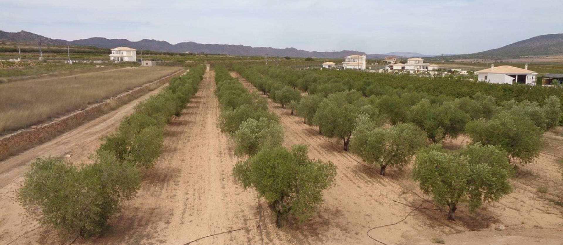 Sale - Villa - Pinoso