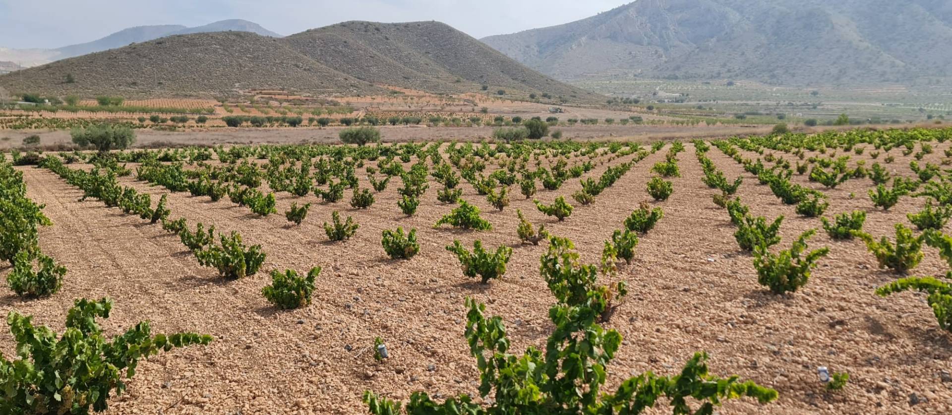 Sale - Land - Abanilla