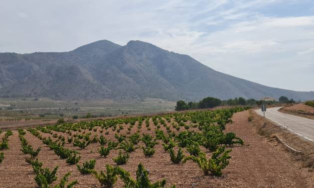 Sale - Land - Abanilla