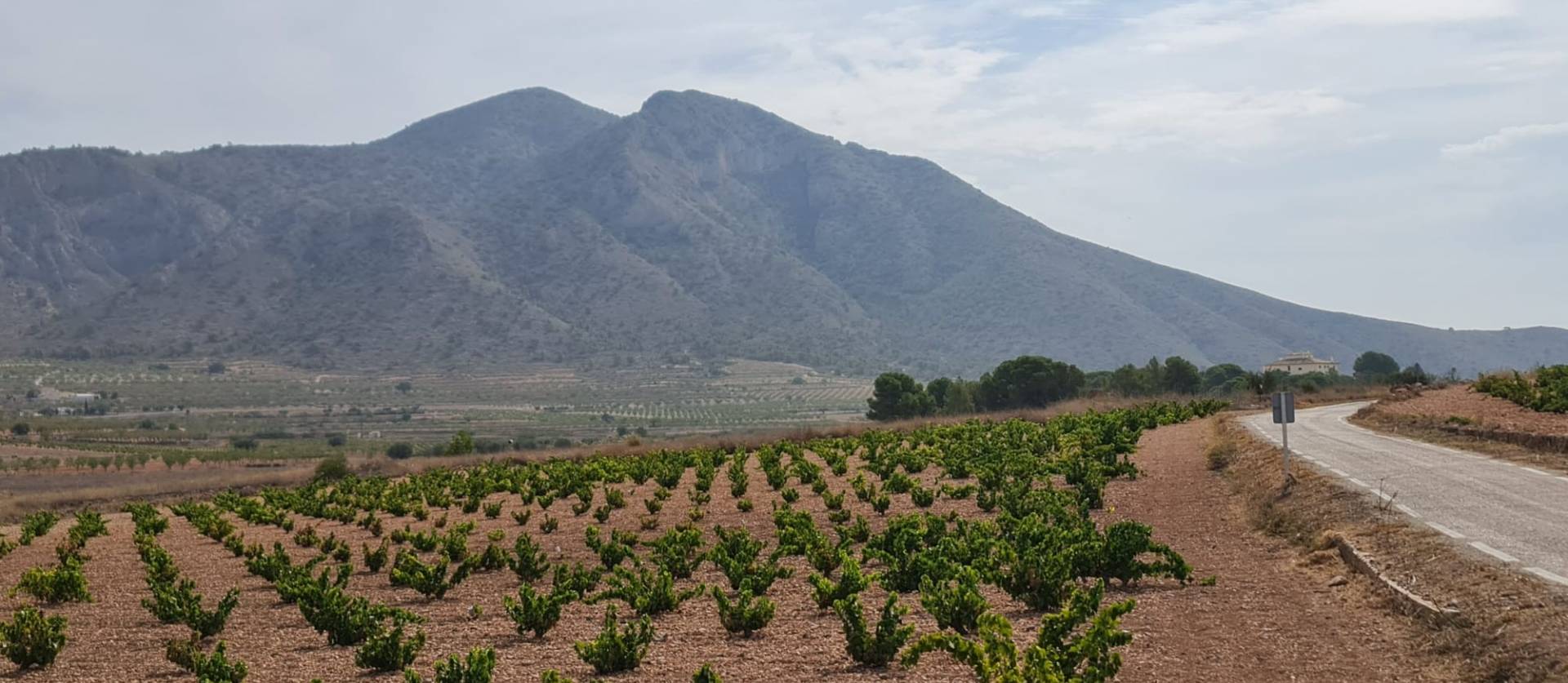 Sale - Land - Abanilla