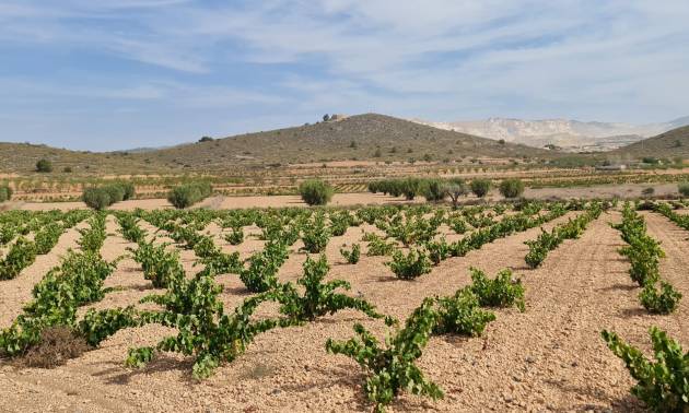 Sale - Land - Abanilla