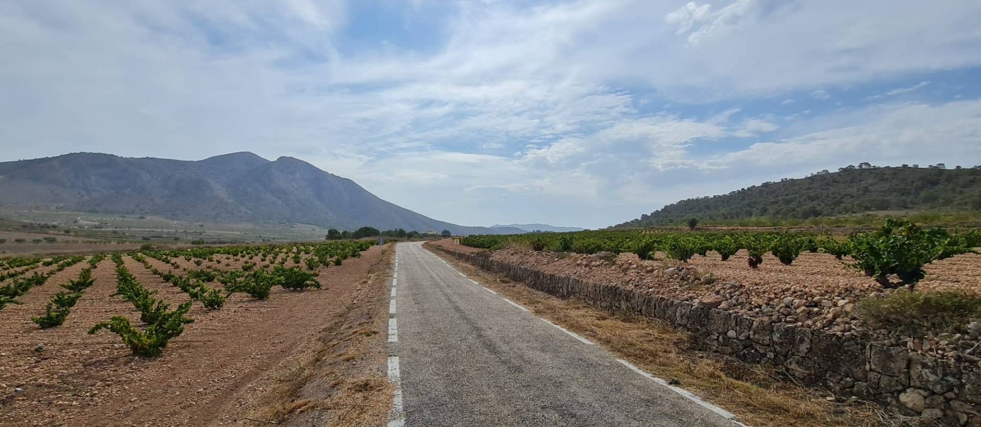 Sale - Land - Abanilla