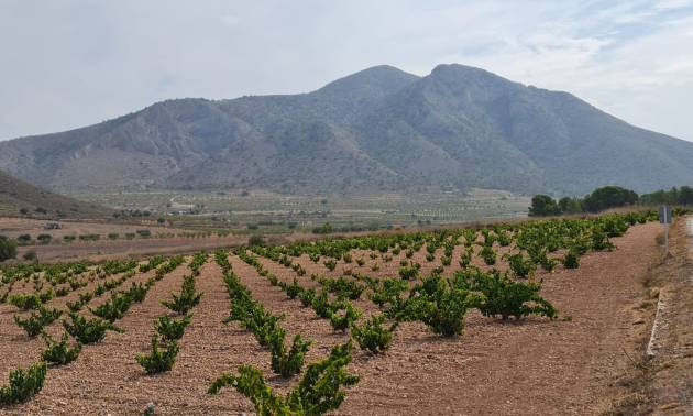 Sale - Land - Abanilla