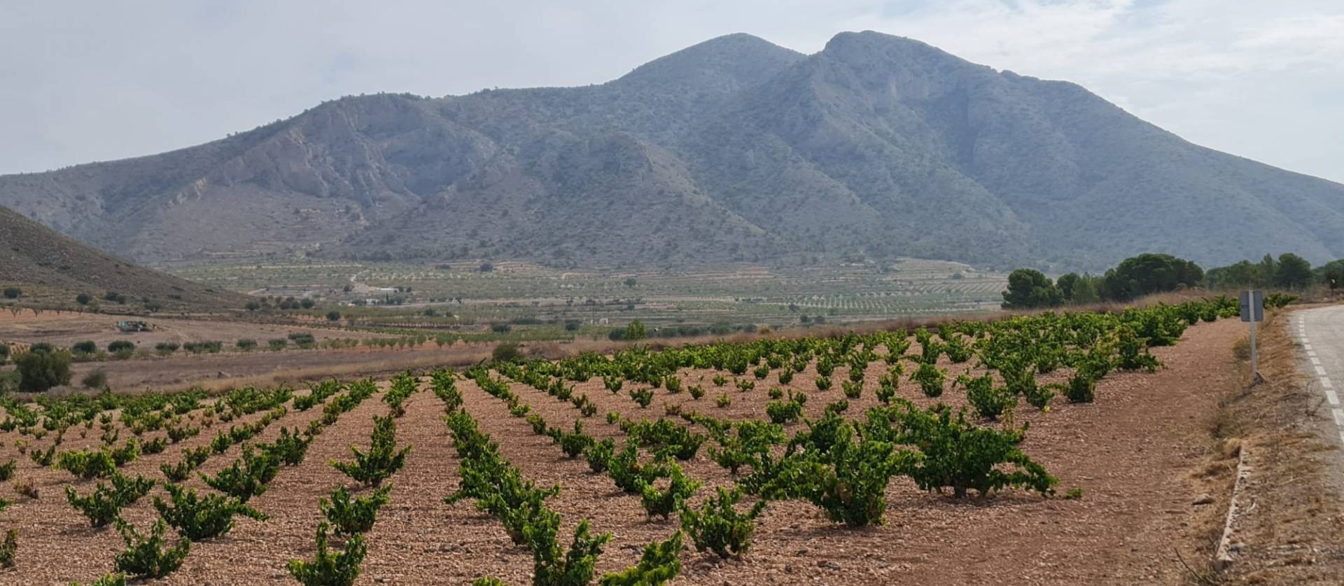 Sale - Land - Abanilla