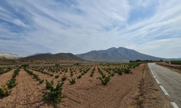 Sale - Land - Abanilla