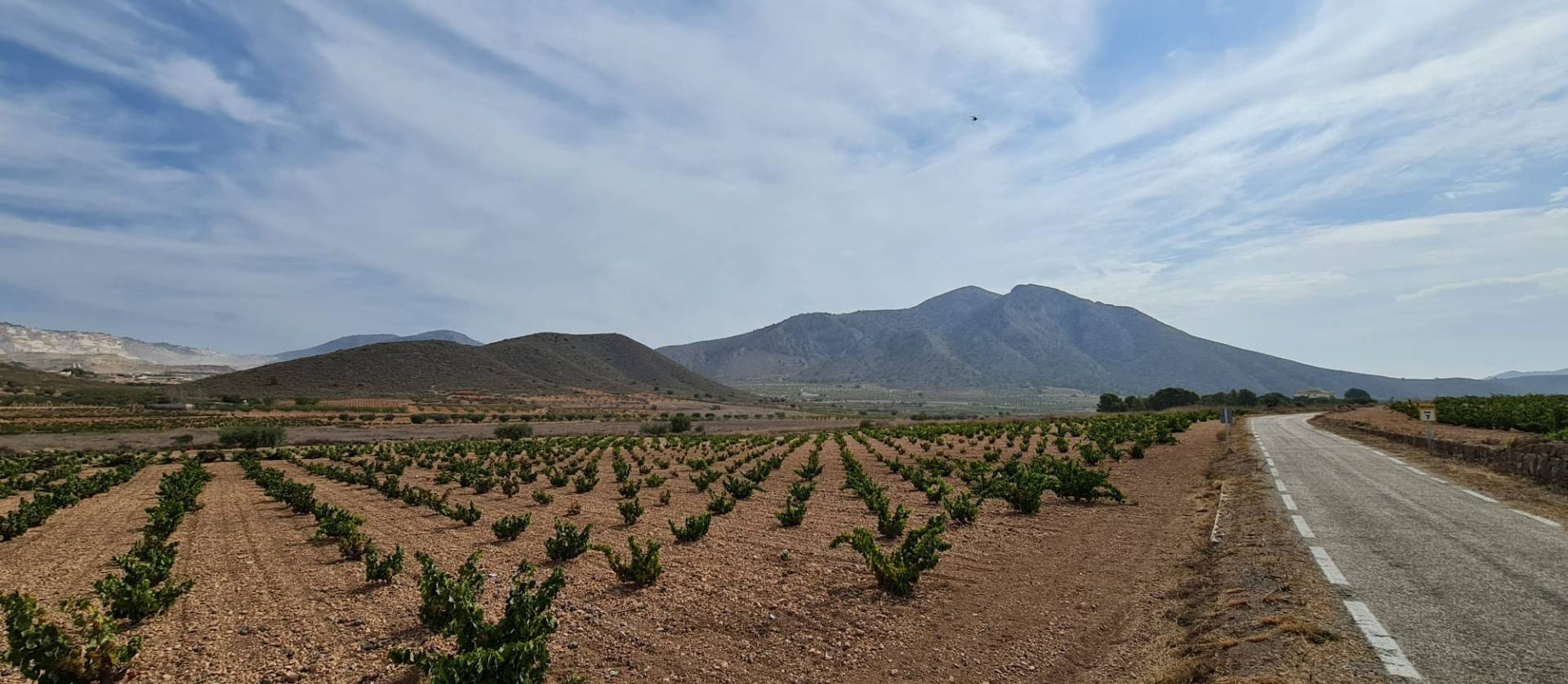 Sale - Land - Abanilla