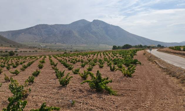 Sale - Land - Abanilla