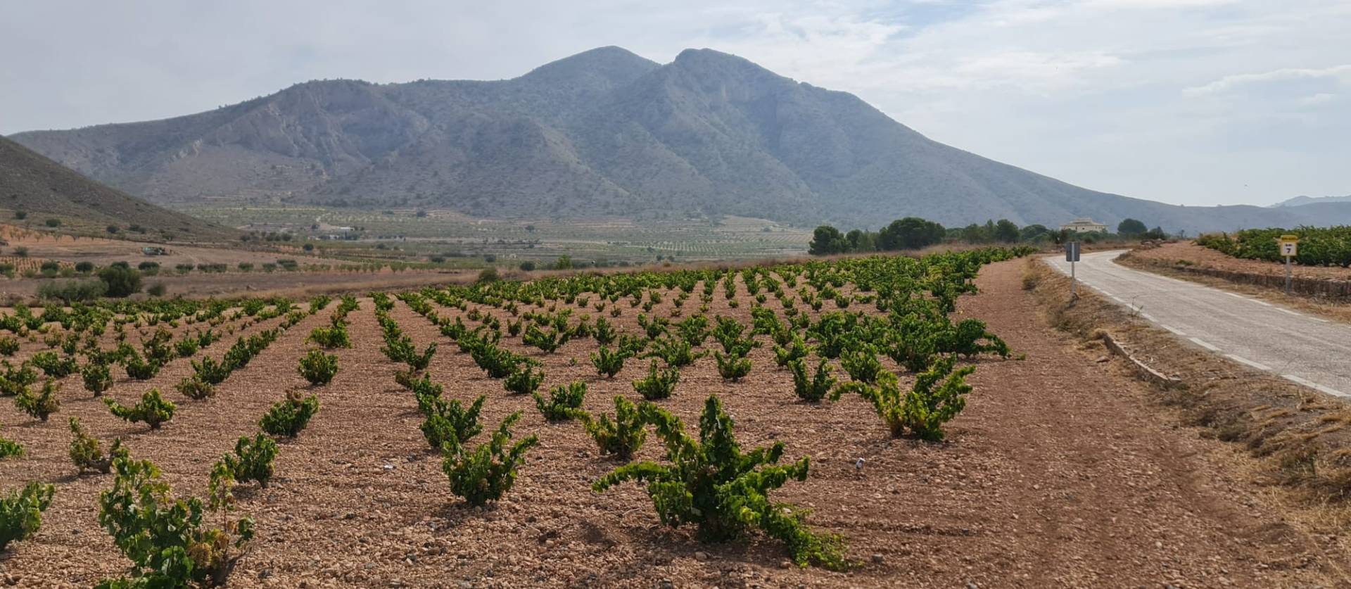 Sale - Land - Abanilla