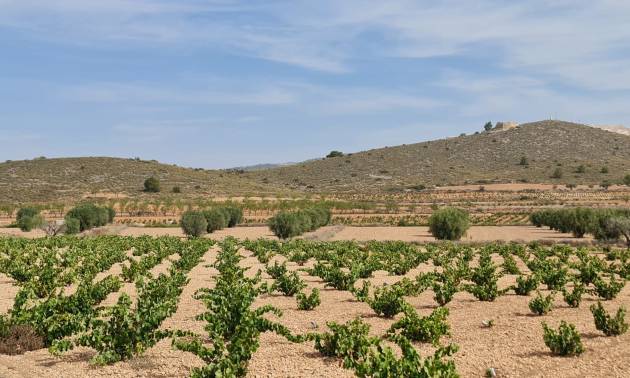 Sale - Land - Abanilla