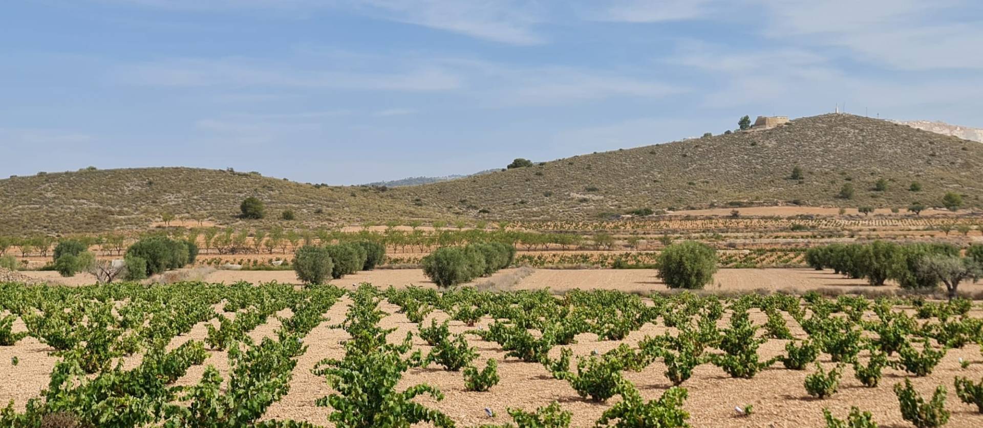 Sale - Land - Abanilla