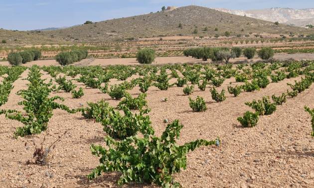 Sale - Land - Abanilla