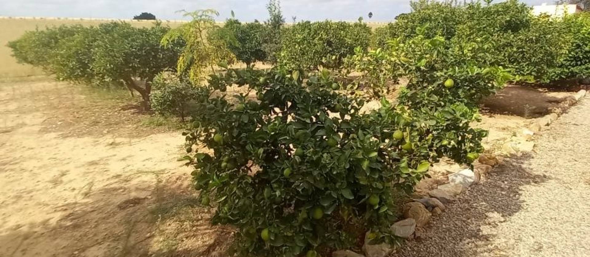 Revente - Country House - San Javier